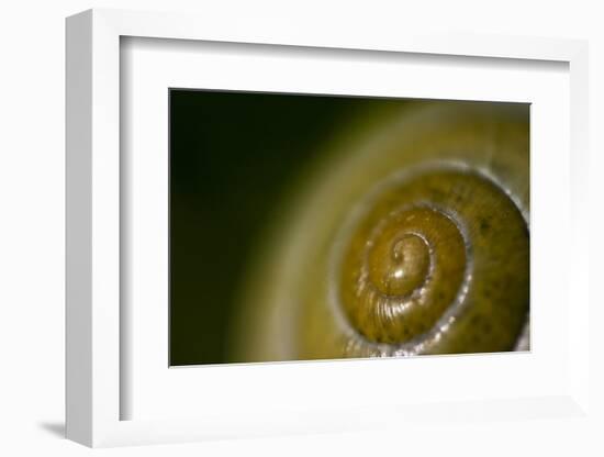 Come Out of Your Shell-K.B. White-Framed Photographic Print