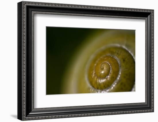 Come Out of Your Shell-K.B. White-Framed Photographic Print