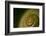 Come Out of Your Shell-K.B. White-Framed Photographic Print