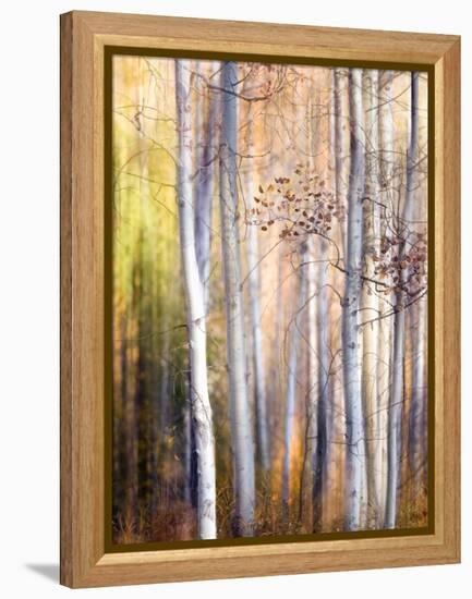 Come Walk with Me-Ursula Abresch-Framed Premier Image Canvas