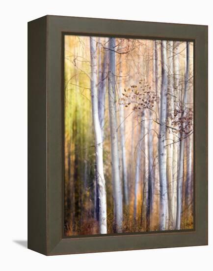 Come Walk with Me-Ursula Abresch-Framed Premier Image Canvas