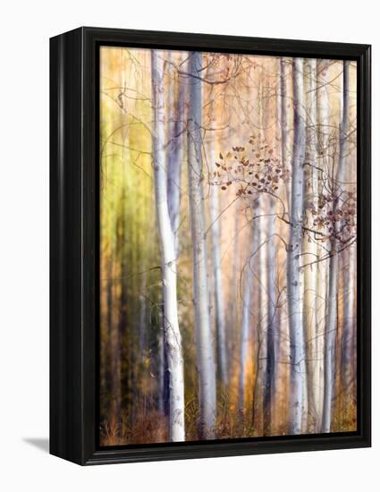 Come Walk with Me-Ursula Abresch-Framed Premier Image Canvas