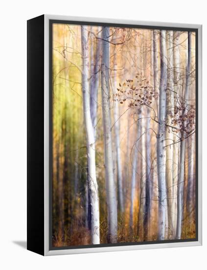 Come Walk with Me-Ursula Abresch-Framed Premier Image Canvas