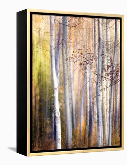 Come Walk with Me-Ursula Abresch-Framed Premier Image Canvas