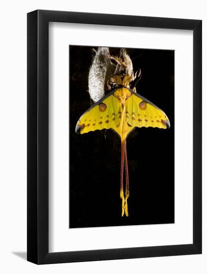 Comet Moth, Comet Butterfly (Argema Mittrei), in Captivity, Madagascar-Iñaki Relanzon-Framed Photographic Print