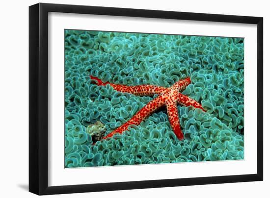 Comet Sea Star-Georgette Douwma-Framed Photographic Print