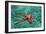 Comet Sea Star-Georgette Douwma-Framed Photographic Print