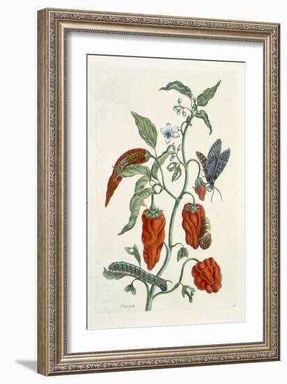 Comfrey, from A Curious Herbal, 1782-Elizabeth Blackwell-Framed Giclee Print