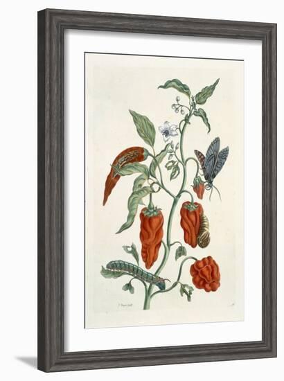 Comfrey, from A Curious Herbal, 1782-Elizabeth Blackwell-Framed Giclee Print