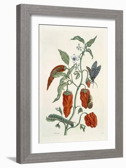 Comfrey, from A Curious Herbal, 1782-Elizabeth Blackwell-Framed Giclee Print