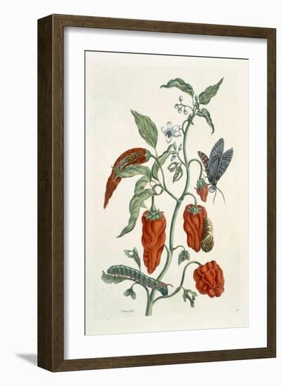 Comfrey, from A Curious Herbal, 1782-Elizabeth Blackwell-Framed Giclee Print