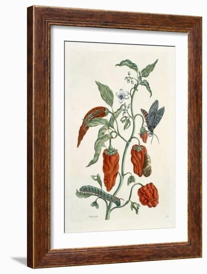 Comfrey, from A Curious Herbal, 1782-Elizabeth Blackwell-Framed Giclee Print