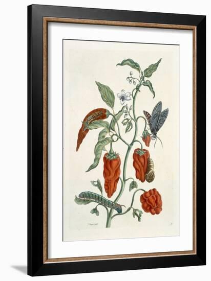 Comfrey, from A Curious Herbal, 1782-Elizabeth Blackwell-Framed Giclee Print