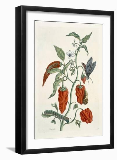 Comfrey, from A Curious Herbal, 1782-Elizabeth Blackwell-Framed Giclee Print