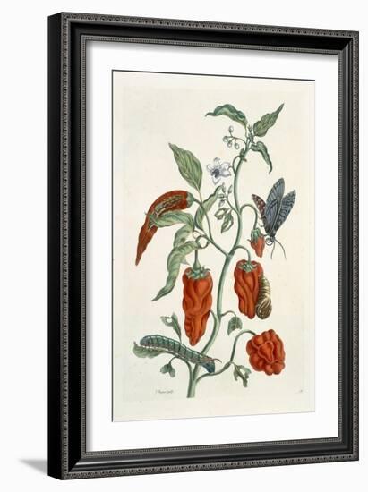 Comfrey, from A Curious Herbal, 1782-Elizabeth Blackwell-Framed Giclee Print