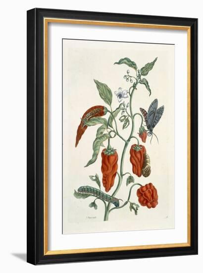 Comfrey, from A Curious Herbal, 1782-Elizabeth Blackwell-Framed Giclee Print