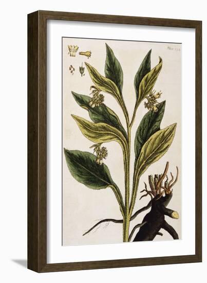 Comfrey-Elizabeth Blackwell-Framed Giclee Print