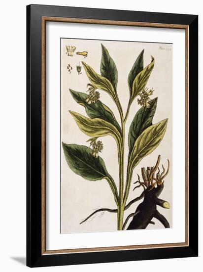 Comfrey-Elizabeth Blackwell-Framed Giclee Print