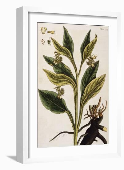 Comfrey-Elizabeth Blackwell-Framed Giclee Print