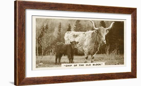 Comic Animals, Chip Of The Old Block (b/w photo)-English Photographer-Framed Photographic Print