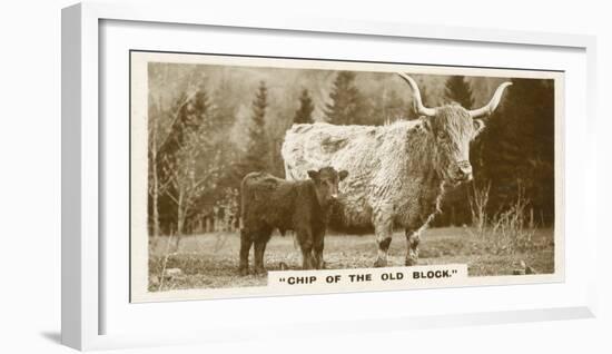 Comic Animals, Chip Of The Old Block (b/w photo)-English Photographer-Framed Photographic Print