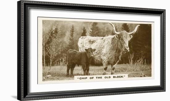 Comic Animals, Chip Of The Old Block (b/w photo)-English Photographer-Framed Photographic Print