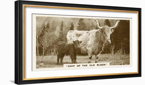 Comic Animals, Chip Of The Old Block (b/w photo)-English Photographer-Framed Photographic Print