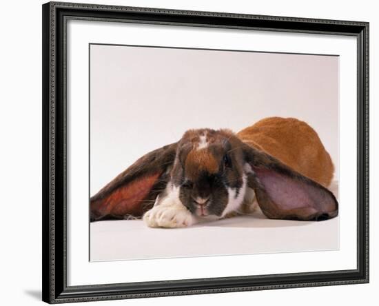 Comical Long Eared Rabbit-John Dominis-Framed Photographic Print