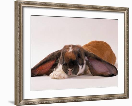 Comical Long Eared Rabbit-John Dominis-Framed Photographic Print