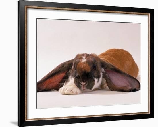 Comical Long Eared Rabbit-John Dominis-Framed Photographic Print