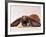 Comical Long Eared Rabbit-John Dominis-Framed Photographic Print