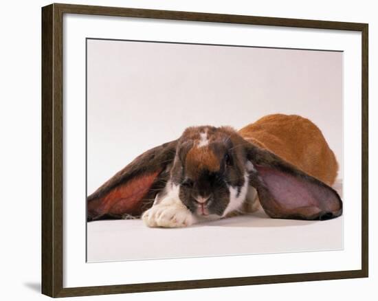 Comical Long Eared Rabbit-John Dominis-Framed Photographic Print