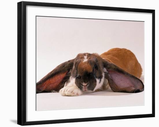 Comical Long Eared Rabbit-John Dominis-Framed Photographic Print