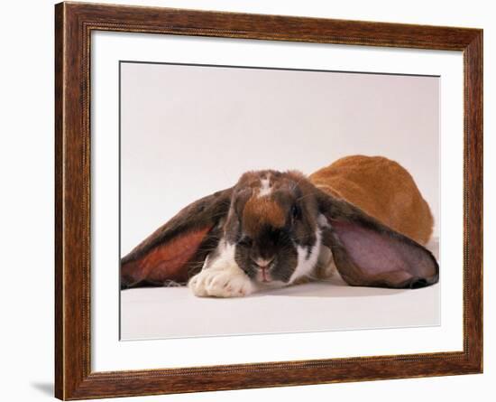 Comical Long Eared Rabbit-John Dominis-Framed Photographic Print