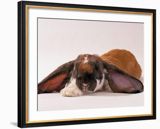 Comical Long Eared Rabbit-John Dominis-Framed Photographic Print