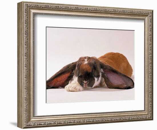 Comical Long Eared Rabbit-John Dominis-Framed Photographic Print