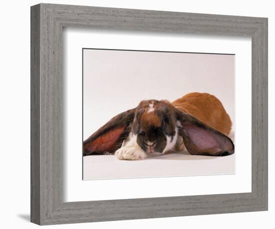 Comical Long Eared Rabbit-John Dominis-Framed Photographic Print