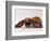 Comical Long Eared Rabbit-John Dominis-Framed Photographic Print