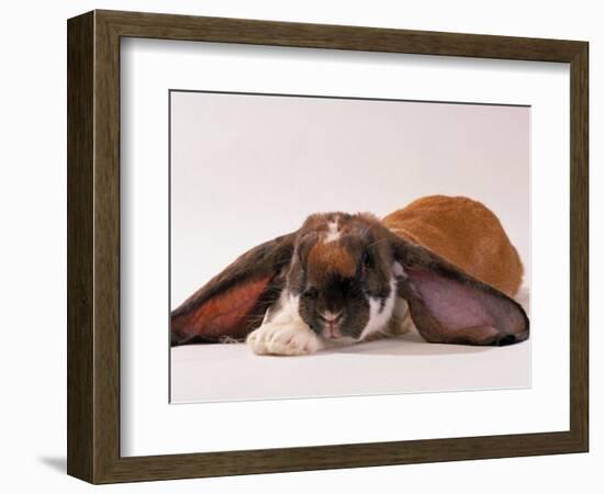 Comical Long Eared Rabbit-John Dominis-Framed Photographic Print