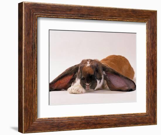 Comical Long Eared Rabbit-John Dominis-Framed Photographic Print