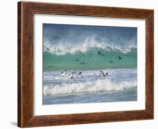 Coming ashore on Saunders Island. Rockhopper Penguin. Falkland Islands in January.-Martin Zwick-Framed Photographic Print