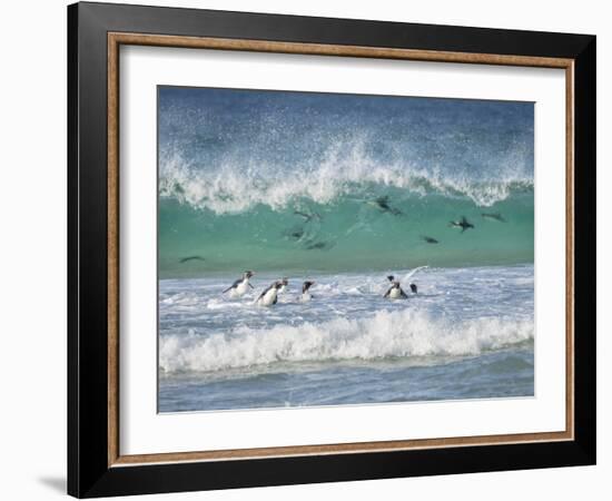 Coming ashore on Saunders Island. Rockhopper Penguin. Falkland Islands in January.-Martin Zwick-Framed Photographic Print