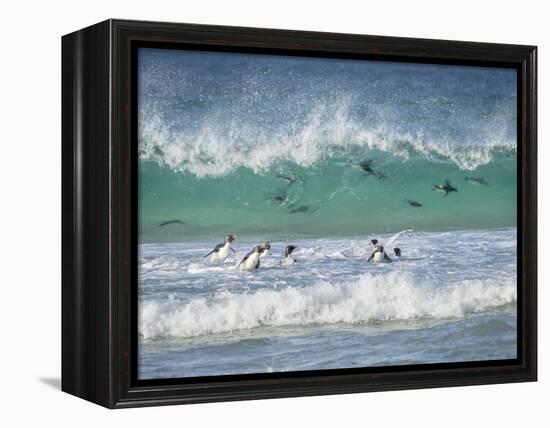 Coming ashore on Saunders Island. Rockhopper Penguin. Falkland Islands in January.-Martin Zwick-Framed Premier Image Canvas