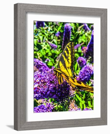 Coming in for a Landing I-Heidi Bannon-Framed Photo