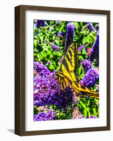 Coming in for a Landing I-Heidi Bannon-Framed Photo
