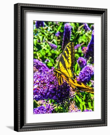 Coming in for a Landing I-Heidi Bannon-Framed Photo