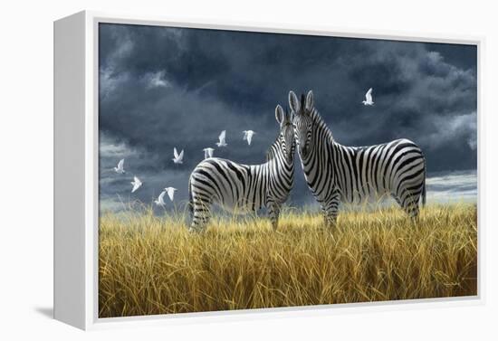 Coming of Rain Zebra-Jeremy Paul-Framed Premier Image Canvas