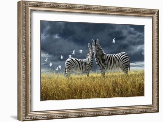 Coming of Rain Zebra-Jeremy Paul-Framed Giclee Print