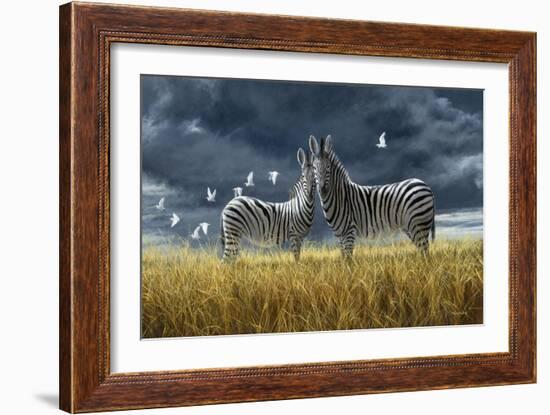 Coming of Rain Zebra-Jeremy Paul-Framed Giclee Print