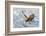 Coming-C. Mei-Framed Photographic Print